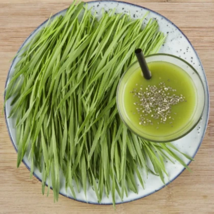 BIO microgreens sada - mladá pšenice, pšeniční tráva - Sperli - prodej bio semen na klíčení - 1 ks