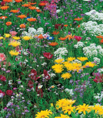 Květinová směs - Japonská zahrada - Sperli - prodej semen - 1 ks