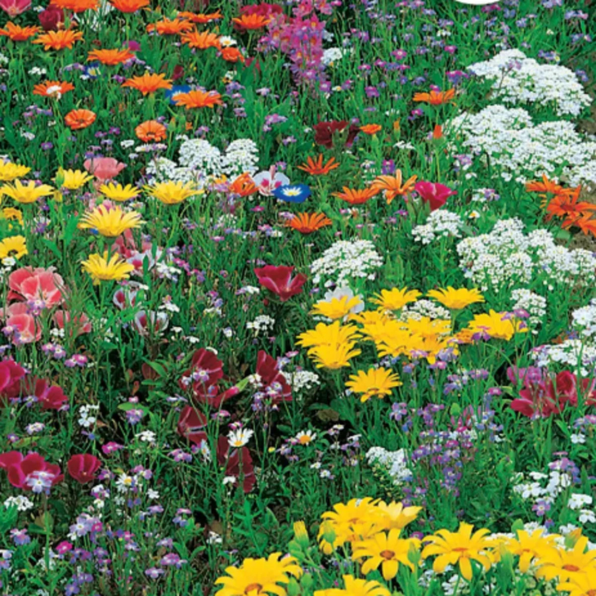 Květinová směs - Japonská zahrada - Sperli - prodej semen - 1 ks