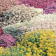 Květinová směs do skalky - Zahradní sen - Sperli - prodej semen - 1 ks