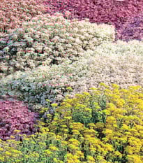 Květinová směs do skalky - Zahradní sen - Sperli - prodej semen - 1 ks