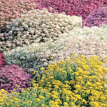 Květinová směs do skalky - Zahradní sen - Sperli - prodej semen - 1 ks