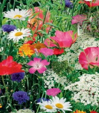 Květinová směs divokých květin a bylin - Sperli - prodej semen - 1 ks