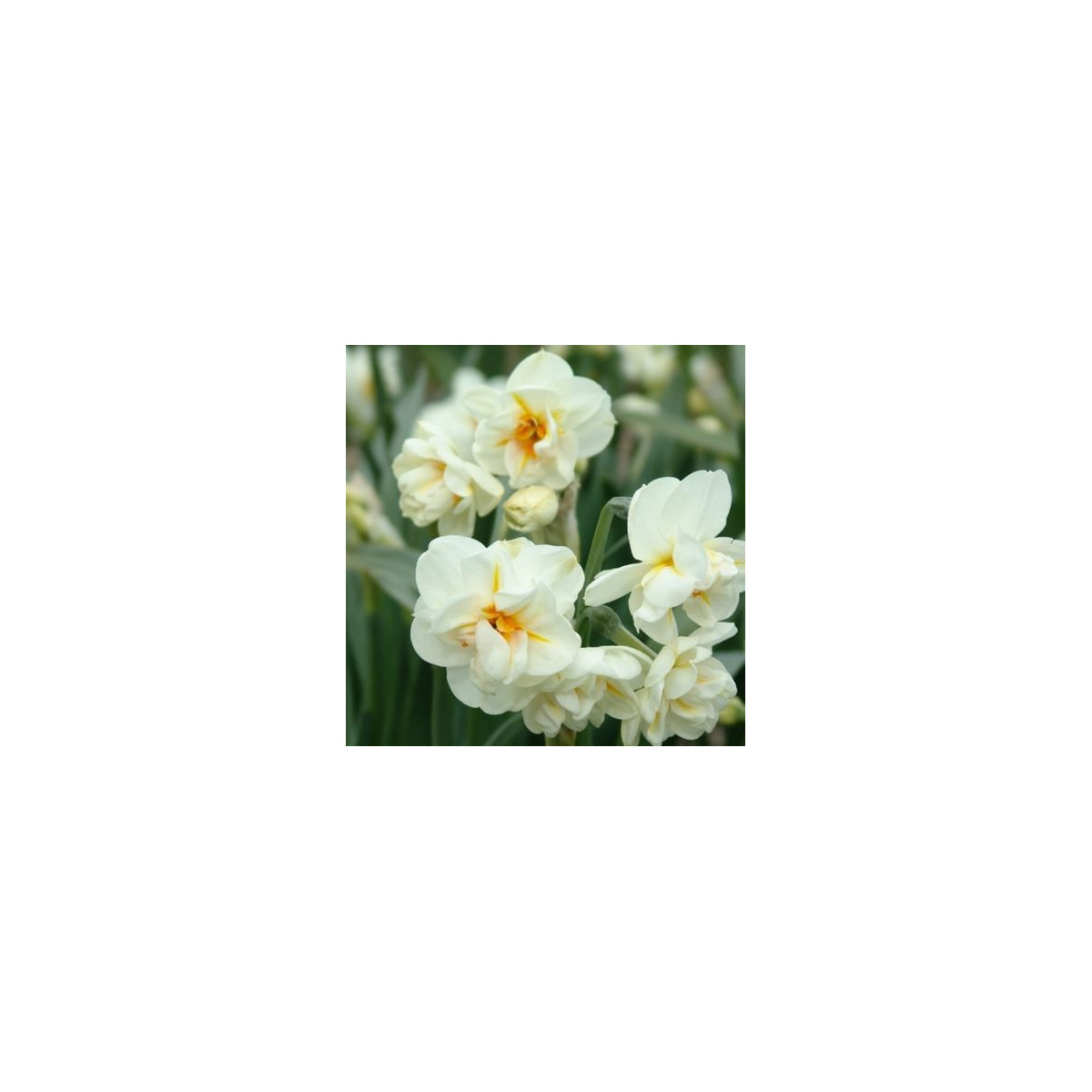 Narcis Sir W. Churchill - Narcissus - cibulky - 3 ks