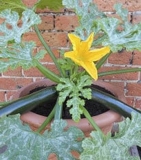 Cuketa Patio Star F1 - cuketa do květináče - Cucurbita pepo - prodej semen - 6 ks