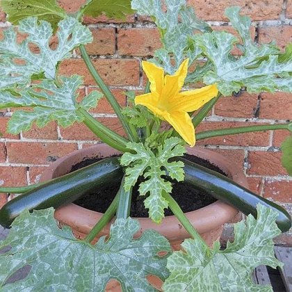 Cuketa Patio Star F1 - cuketa do květináče - Cucurbita pepo - prodej semen - 6 ks