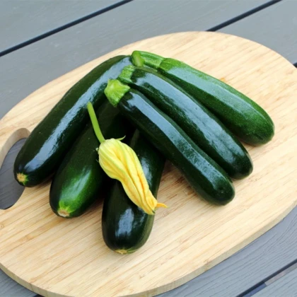 Cuketa Sandokan F1 - Cucurbita pepo - prodej semen - 8 ks