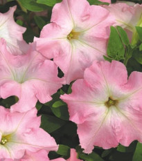 Petúnie Mistral Pearly F1 - Petunia grandiflora - prodej semen - 15 ks