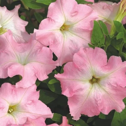 Petúnie Mistral Pearly F1 - Petunia grandiflora - prodej semen - 15 ks