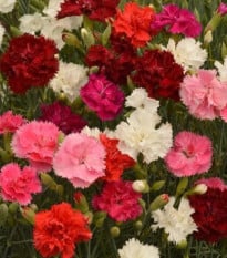 Hvozdík Grenadin směs - Dianthus caryophyllus - prodej semen - 50 ks