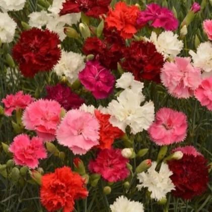 Hvozdík Grenadin směs - Dianthus caryophyllus - prodej semen - 50 ks