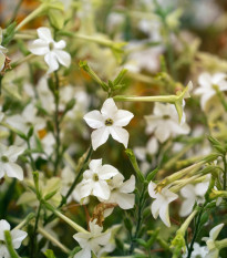 Tabák Perfume White F1 - Nicotiana - prodej semen - 50 ks