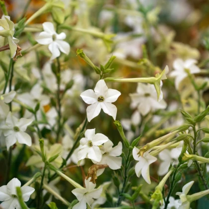 Tabák Perfume White F1 - Nicotiana - prodej semen - 50 ks