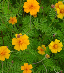 Aksamitník rozkladitý Ground control - Tagetes patula - prodej semen - 0,5 g