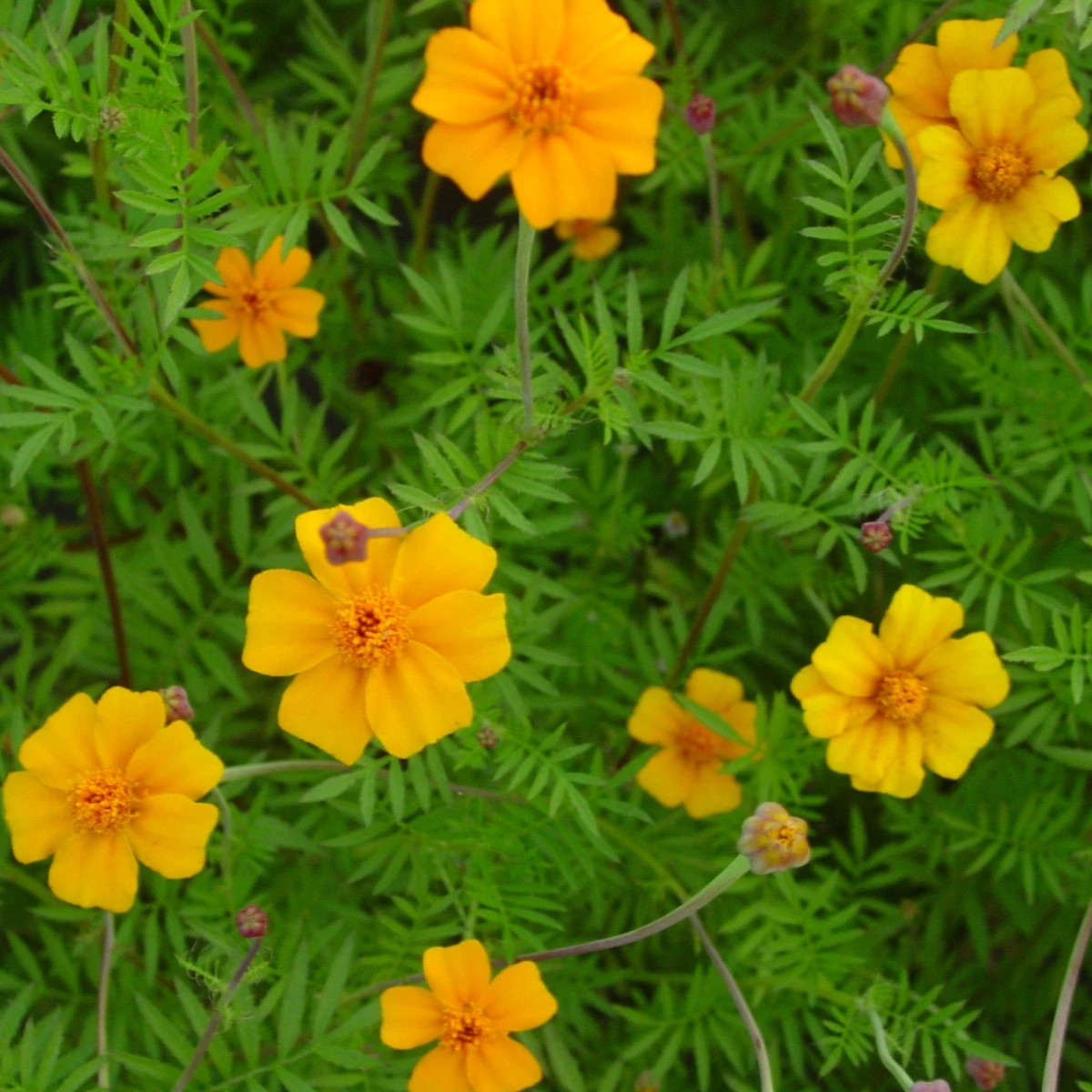 Aksamitník rozkladitý Ground control - Tagetes patula - prodej semen - 0,5 g