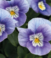 Violka rohatá Sorbet levandulová růžová - Viola cornuta - prodej semen - 20 ks