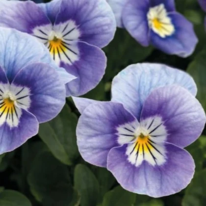 Violka rohatá Sorbet levandulová růžová - Viola cornuta - prodej semen - 20 ks