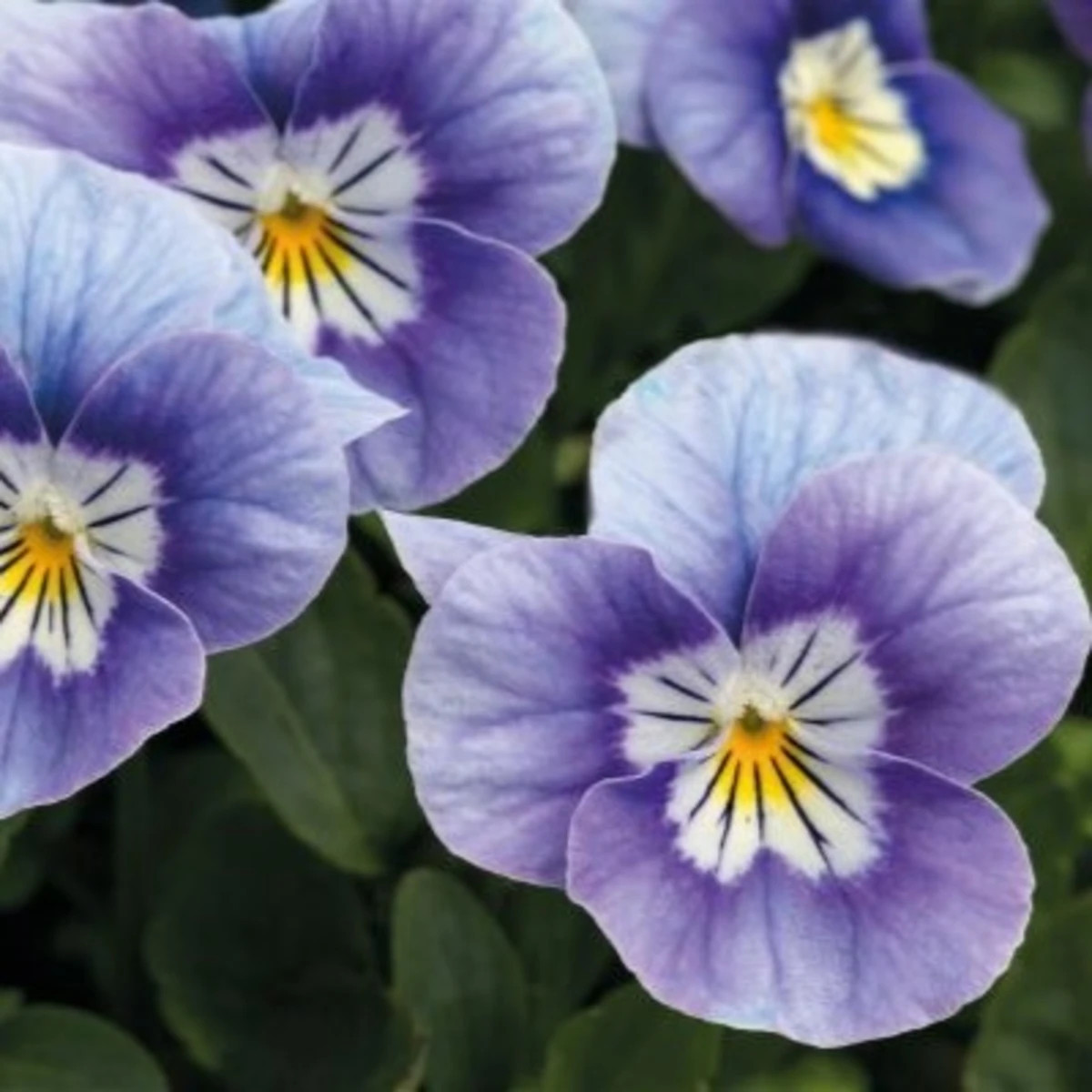 Violka rohatá Sorbet levandulová růžová - Viola cornuta - prodej semen - 20 ks