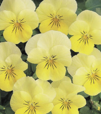 Violka rohatá Sorbet Lemon Chiffon - Viola cornuta - prodej semen - 20 ks