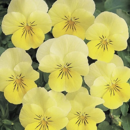 Violka rohatá Sorbet Lemon Chiffon - Viola cornuta - prodej semen - 20 ks