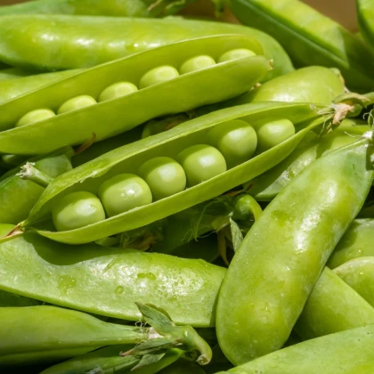 Hrách dřeňový Sienna - Pisum sativum - prodej semen - 60 ks