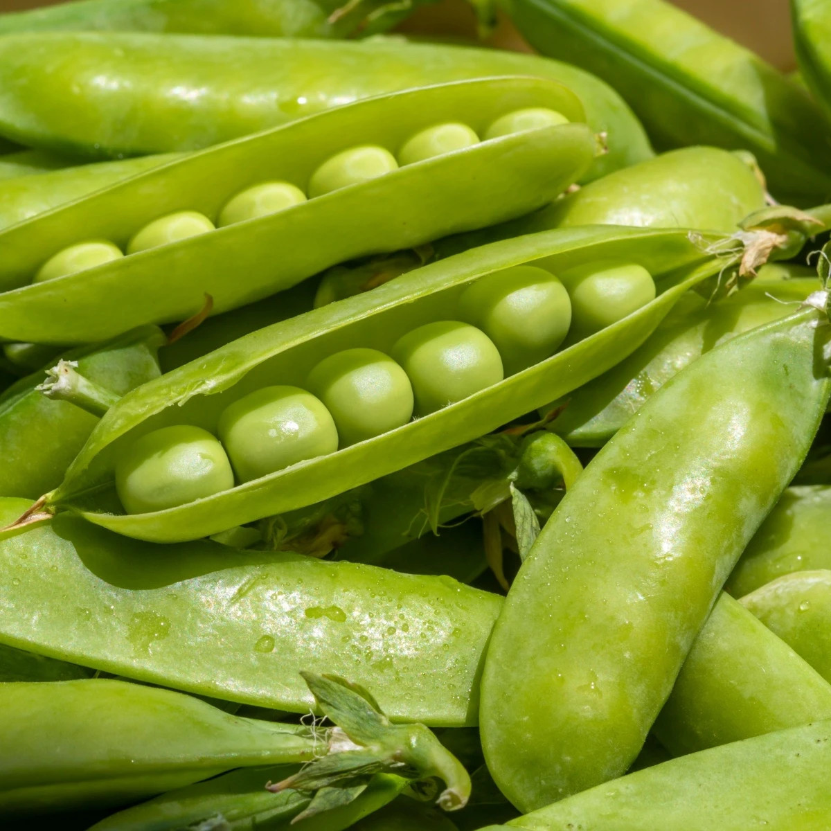 Hrách dřeňový Sienna - Pisum sativum - prodej semen - 60 ks