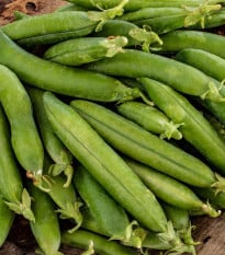 Hrách setý dřeňový Premio - Pisum sativum - prodej semen - 60 ks