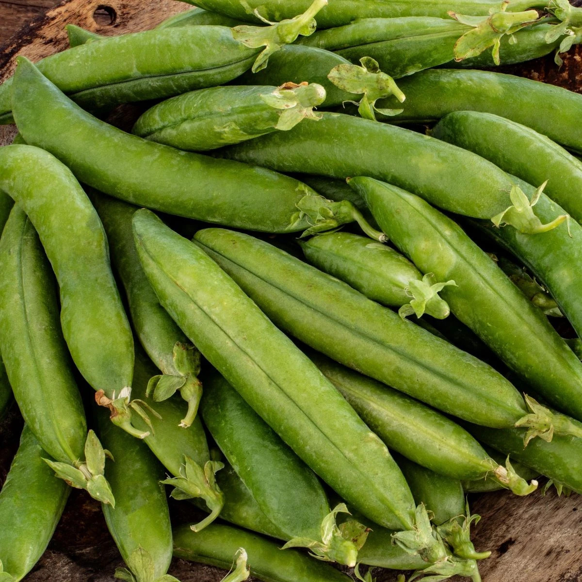 Hrách setý dřeňový Premio - Pisum sativum - prodej semen - 60 ks