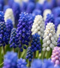 Směs modřenců - Muscari mix - prodej cibulovin - 15 ks