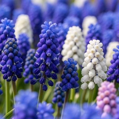 Směs modřenců - Muscari mix - prodej cibulovin - 15 ks