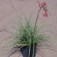 Juka červená - Hesperaloe parviflora - prodej semen - 6 ks