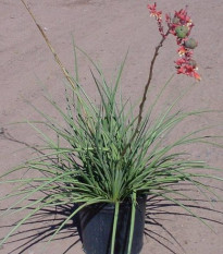 Juka červená - Hesperaloe parviflora - prodej semen - 6 ks