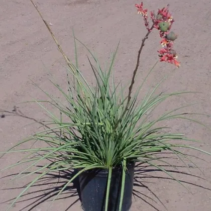 Juka červená - Hesperaloe parviflora - prodej semen - 6 ks