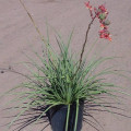 Juka červená - Hesperaloe parviflora - prodej semen - 6 ks