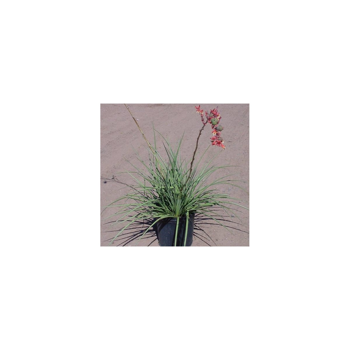 Juka červená - Hesperaloe parviflora - prodej semen - 6 ks