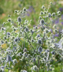 Máčka modrá - Eryngium planum - prodej semen - 20 ks