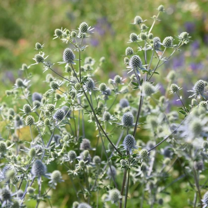 Máčka modrá - Eryngium planum - prodej semen - 20 ks