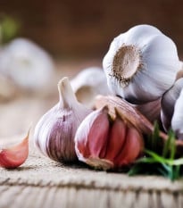 Sadbový česnek Morado de Cuenca - Allium - nepaličák - prodej cibulí česneku - 1 balení