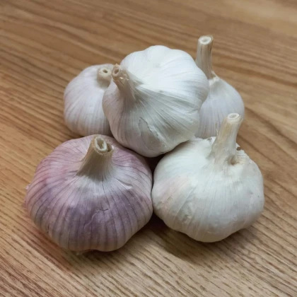 Sadbový česnek Morado de Cuenca - Allium - nepaličák - prodej cibulí česneku - 1 balení