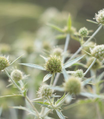 Máčka bílá White glitter - Eryngium planum - prodej semen - 10 ks