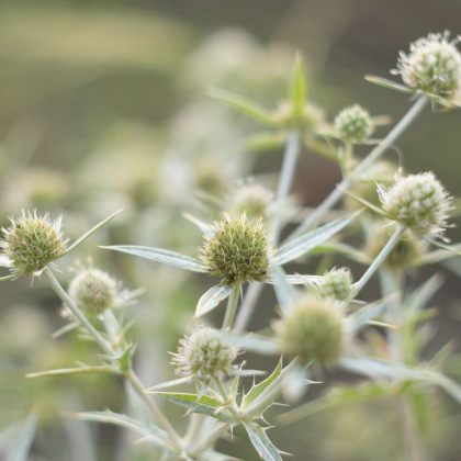 Máčka bílá White glitter - Eryngium planum - prodej semen - 10 ks