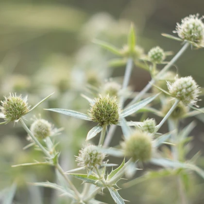 Máčka bílá White glitter - Eryngium planum - prodej semen - 10 ks