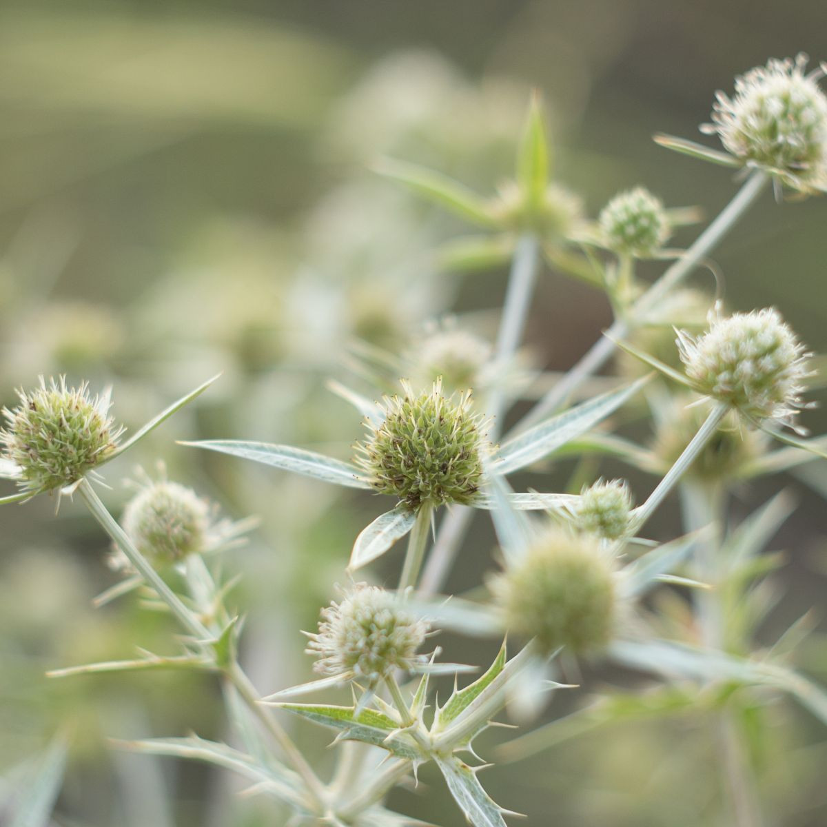 Máčka bílá White glitter - Eryngium planum - prodej semen - 10 ks