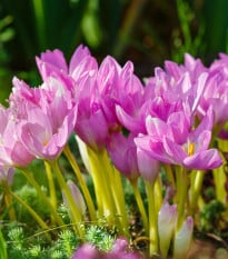 Směs ocúnů - Colchicum mix - prodej cibulovin - 3 ks