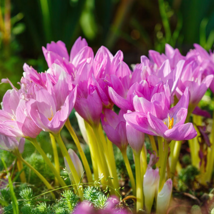 Směs ocúnů - Colchicum mix - prodej cibulovin - 3 ks