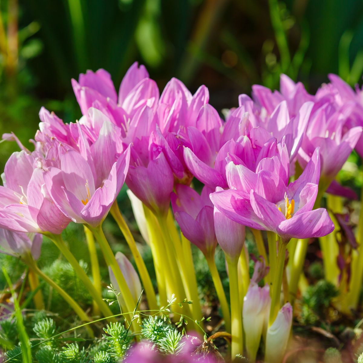 Směs ocúnů - Colchicum mix - prodej cibulovin - 3 ks