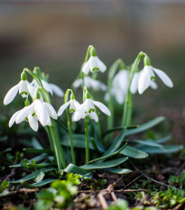 Směs sněženek - Galanthus mix - prodej cibulovin - 15 ks