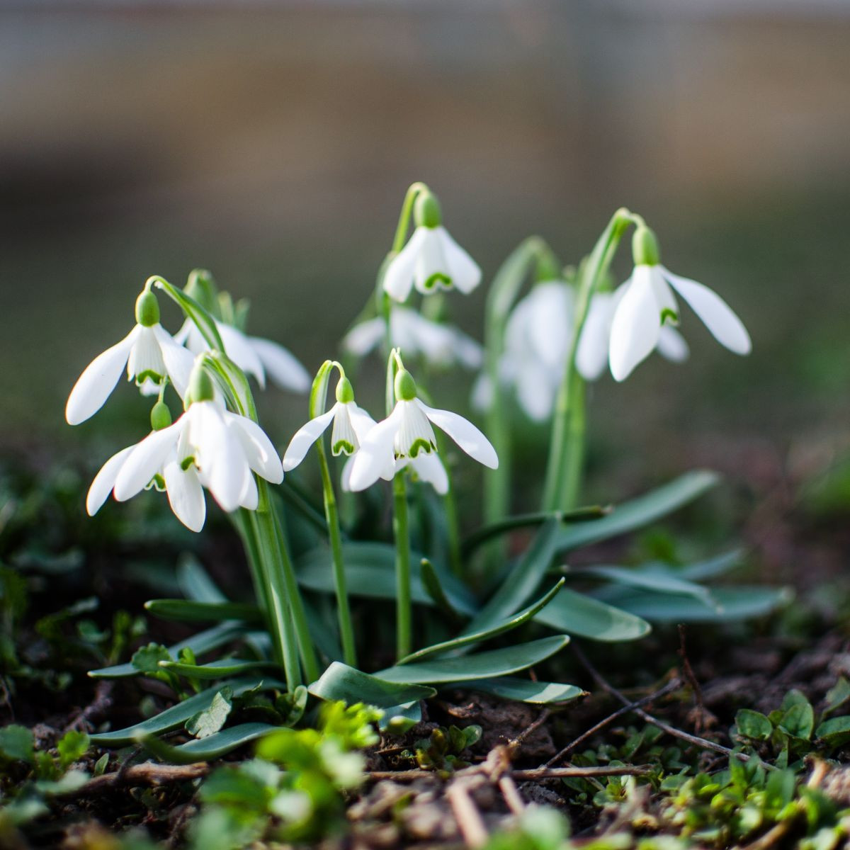 Směs sněženek - Galanthus mix - prodej cibulovin - 15 ks
