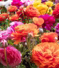 Směs pryskyřníků - Ranunculus asiaticus mix - prodej cibulovin - 15 ks
