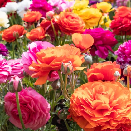 Směs pryskyřníků - Ranunculus asiaticus mix - prodej cibulovin - 15 ks